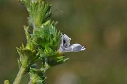 Imagem de Euphrasia dunensis Wiinst.