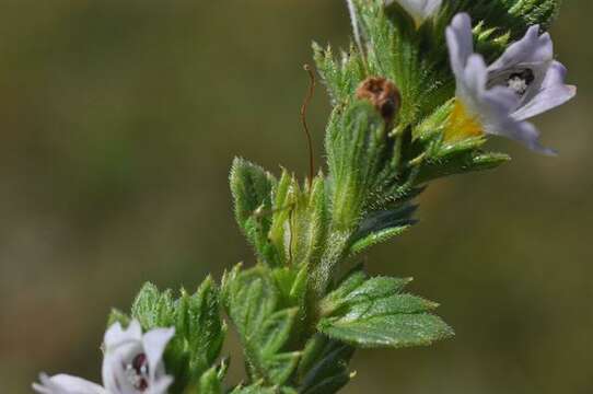 Imagem de Euphrasia dunensis Wiinst.