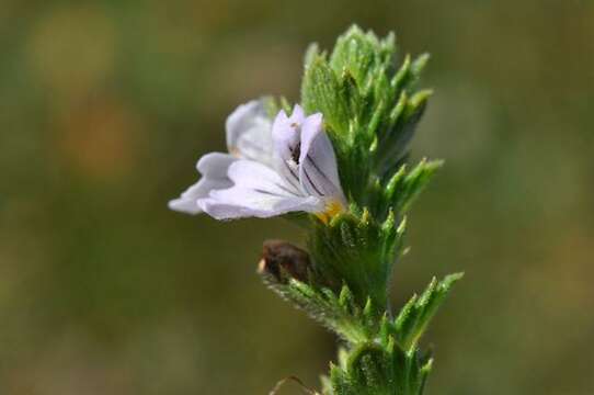 Imagem de Euphrasia dunensis Wiinst.