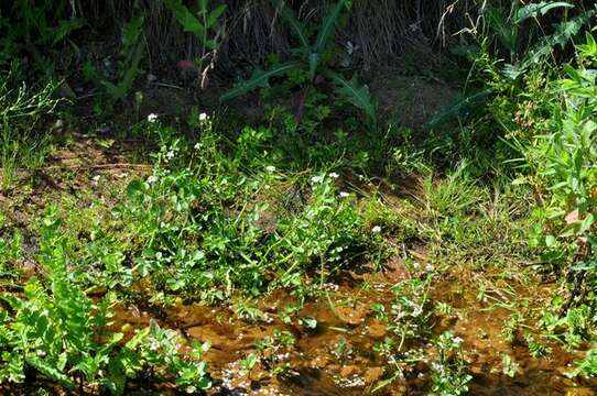Image of yellowcress