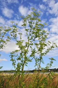 Image of poison hemlock