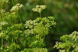 Image of poison hemlock