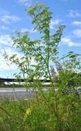 Image of poison hemlock