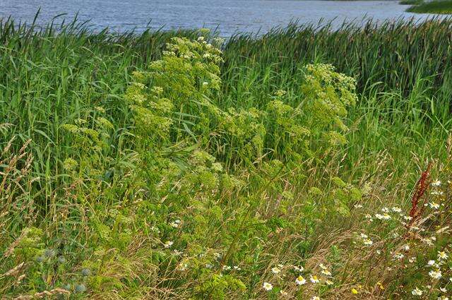 Image of poison hemlock