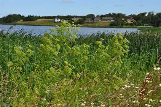 Image of poison hemlock