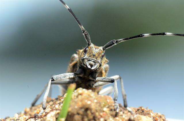 Слика од Monochamus