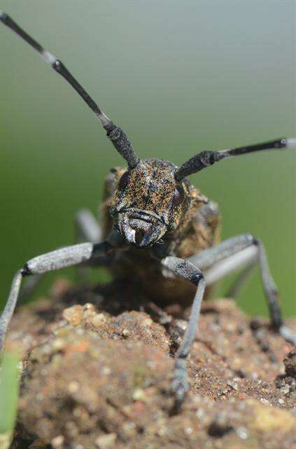 Слика од Monochamus