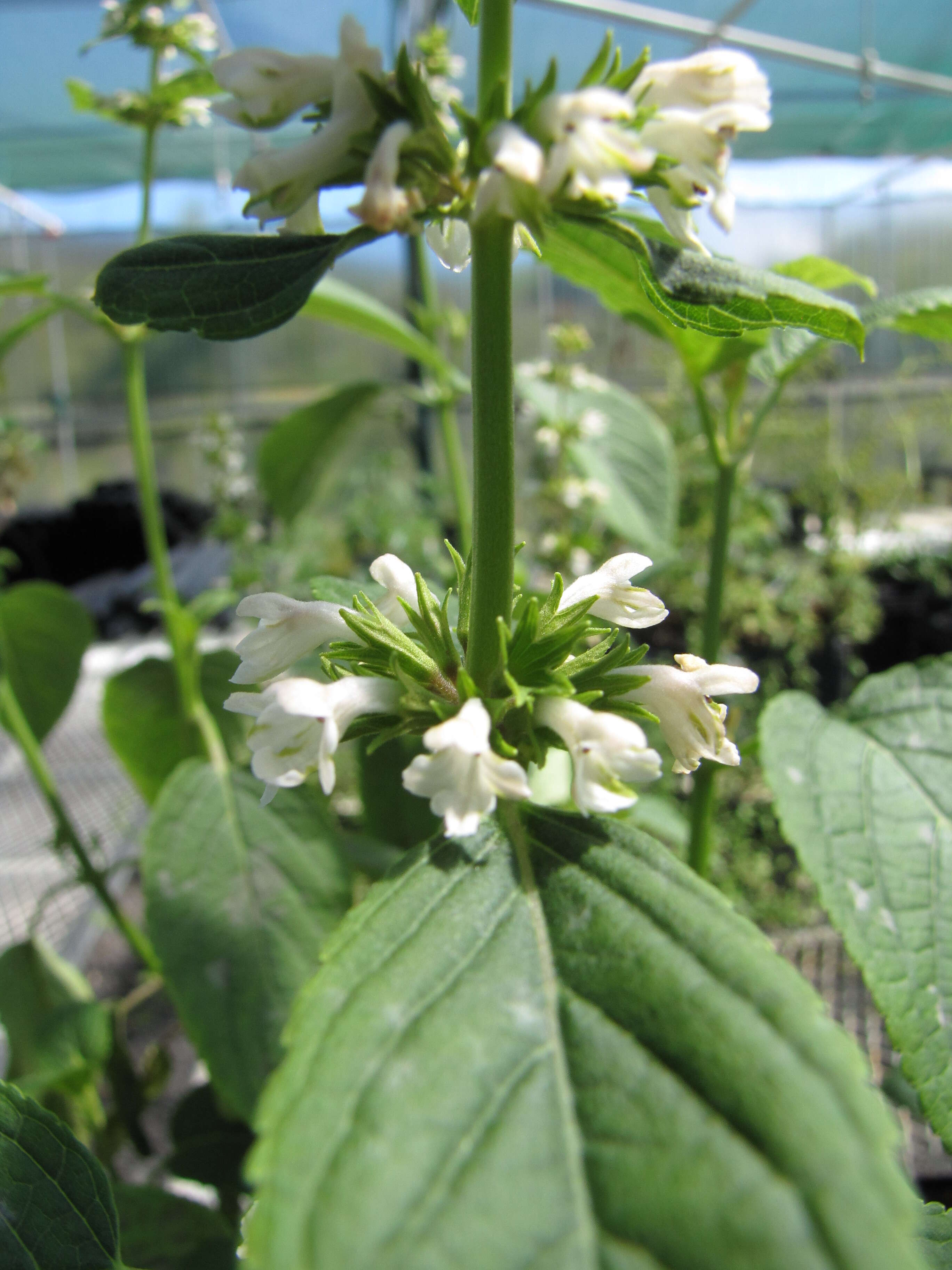 Imagem de Phyllostegia haliakalae Wawra