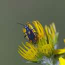 Capsodes gothicus (Linnaeus 1758) resmi