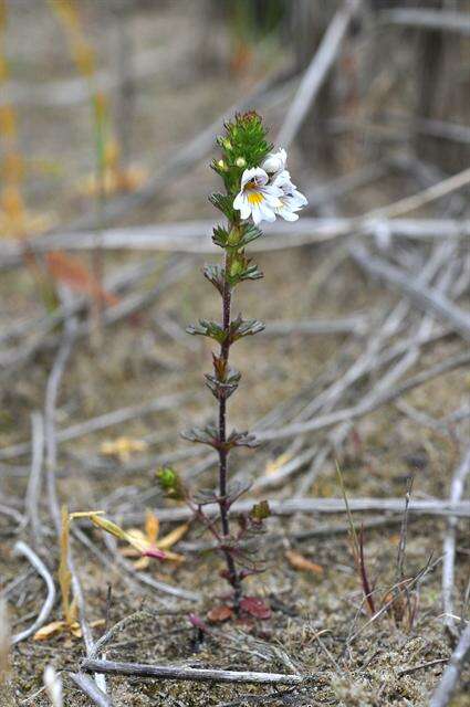 Imagem de Euphrasia arctica Lange ex Rostrup