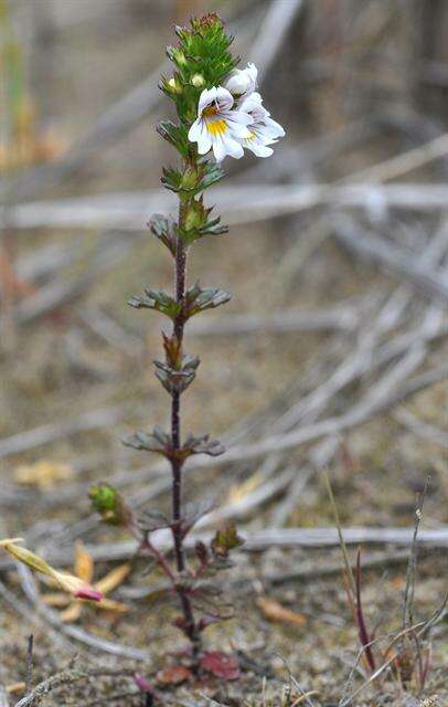 Imagem de Euphrasia arctica Lange ex Rostrup