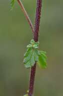 Imagem de Euphrasia arctica Lange ex Rostrup