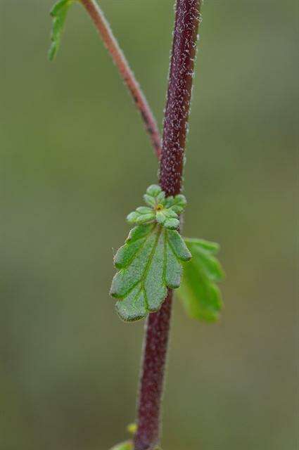 Imagem de Euphrasia arctica Lange ex Rostrup