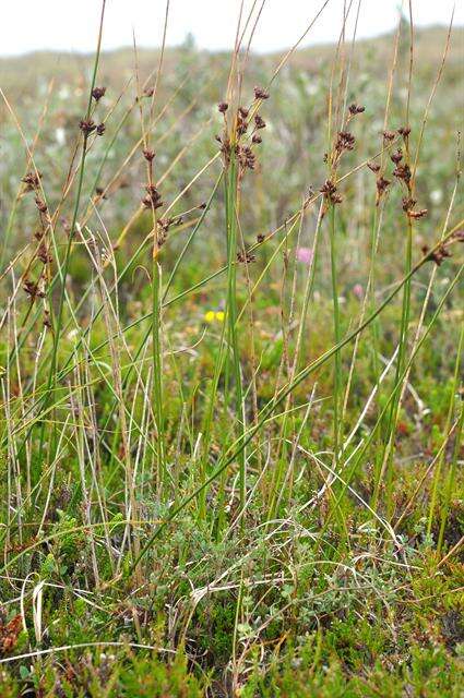 Juncus balticus Willd.的圖片