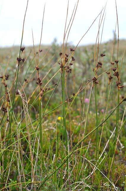 Juncus balticus Willd.的圖片