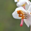 Image of Pyrola rotundifolia subsp. rotundifolia