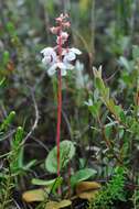 Plancia ëd Pyrola rotundifolia subsp. rotundifolia