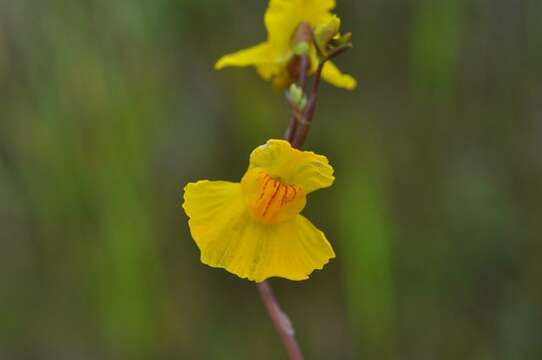 Image of Bladderworts