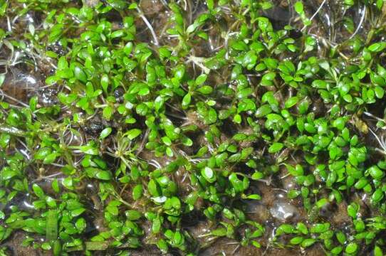 Image of waterwort