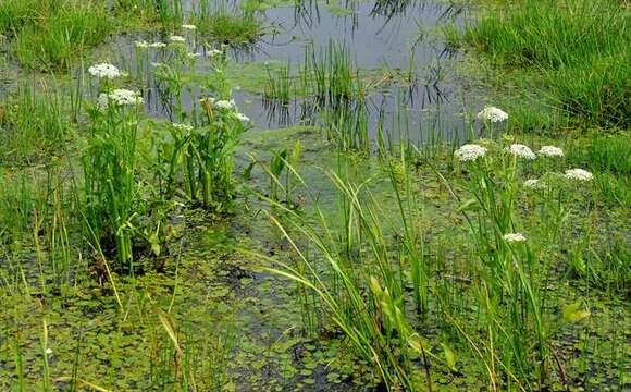 Image of waterparsnip