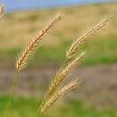 Image of meadow barley