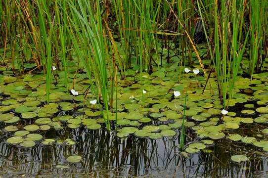 Image of hydrocharis