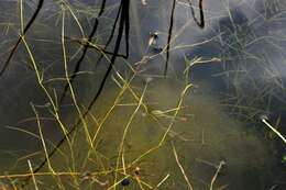 Image of Lesser Pondweed