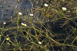 Image of water-crowfoot