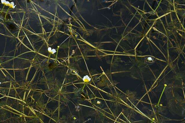 Image of water-crowfoot