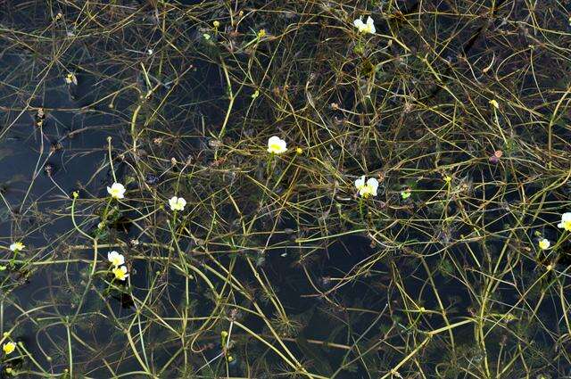 Image of water-crowfoot