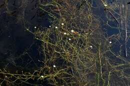 Image of water-crowfoot