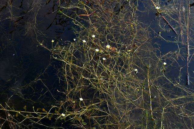 Image of water-crowfoot