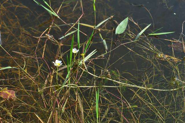 Image of water-crowfoot