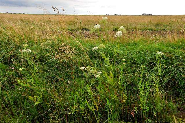 Image of waterparsnip