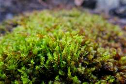 Image of Drummond's pohlia moss