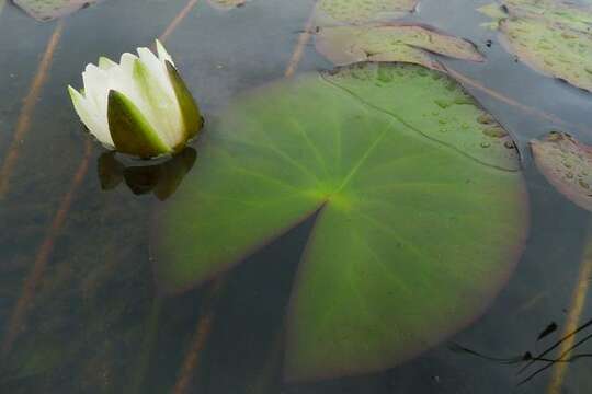 Image of waterlily