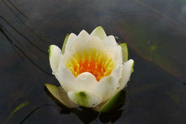 Image of waterlily