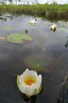 Image of waterlily