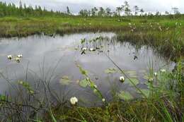 Image of waterlily