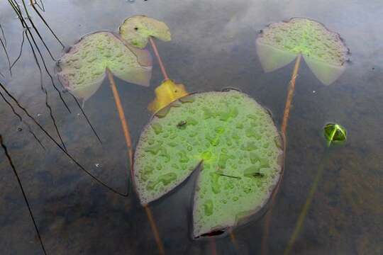 Image of waterlily