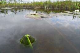 Image of waterlily