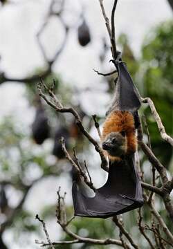 Image of Flying foxes