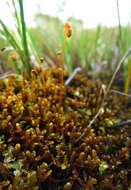 Image of Limprichtia Moss