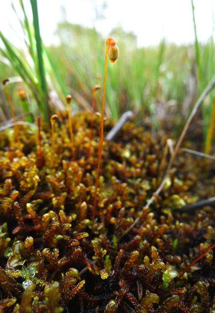 Image of rusty hook-moss