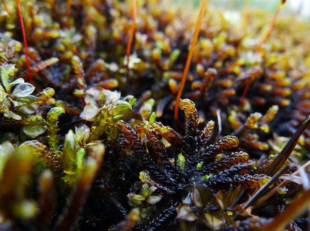 Image of Limprichtia Moss