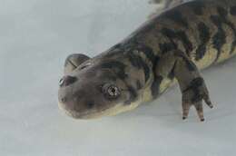 Image of mole salamanders