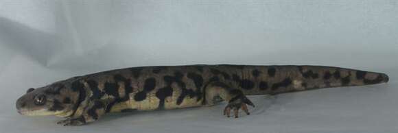 Image of mole salamanders