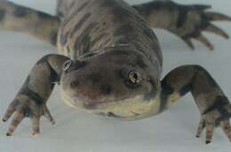 Image of mole salamanders