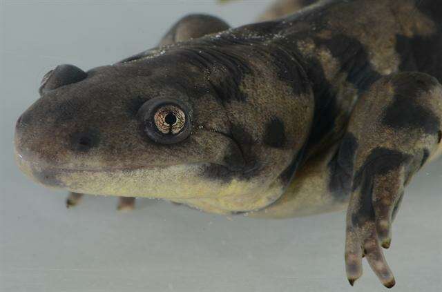 Image of mole salamanders