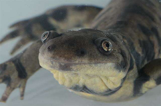 Image of mole salamanders